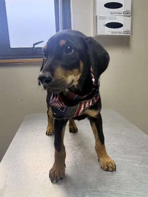 Jack - Doberman Pinscher