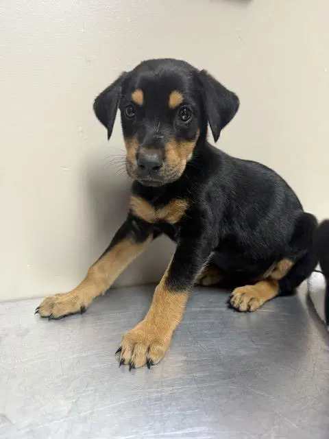 Sally - Doberman Pinscher