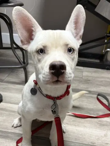 Happy - Pit Bull Terrier