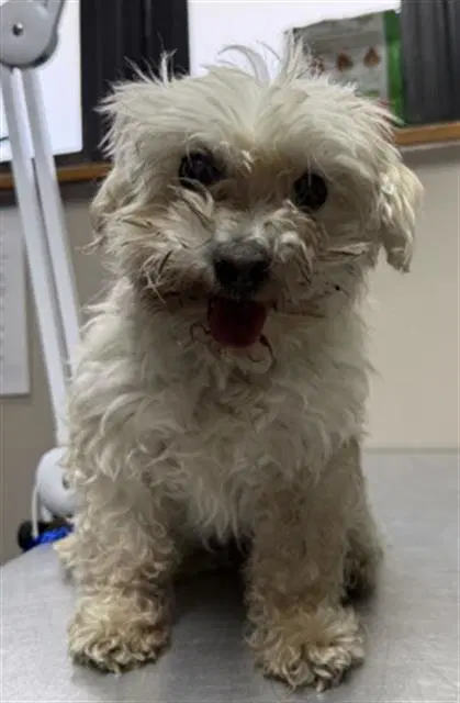 Pika - Maltese