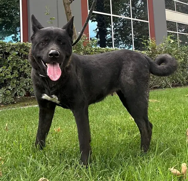 Katana - Akita