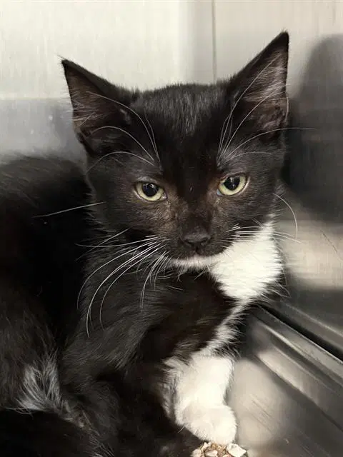 Tessie - Domestic Short Hair