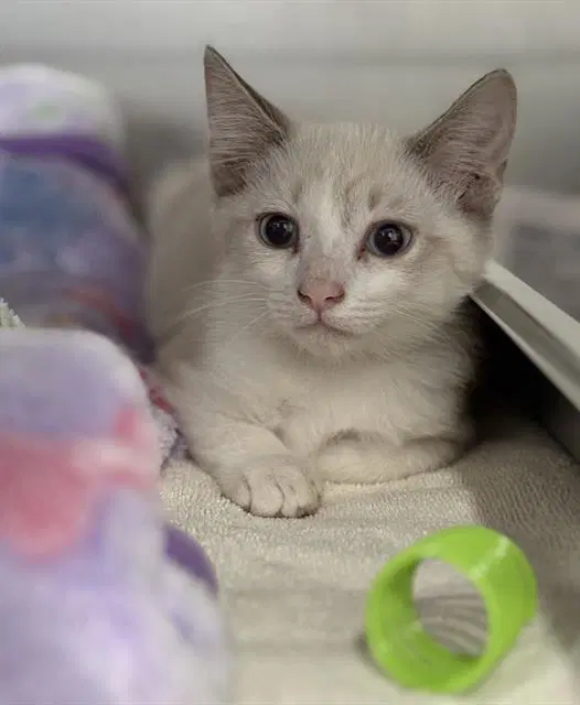 Kasey - Domestic Short Hair
