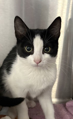 Nessie- Pending Adoption, Domestic Short Hair (medium coat)