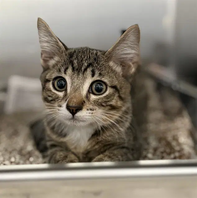 Wesley - Domestic Short Hair
