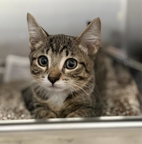 WESLEY, a cat for adoption from Redlands Animal Shelter