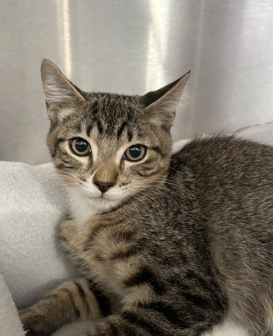 Wesley, Domestic Short Hair (medium coat)