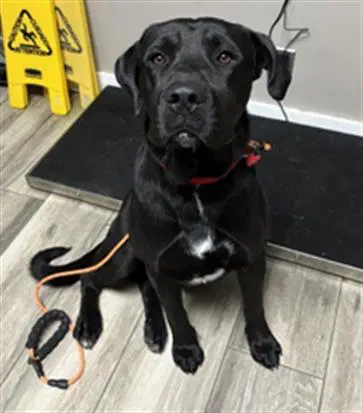 Blackie - Mastiff