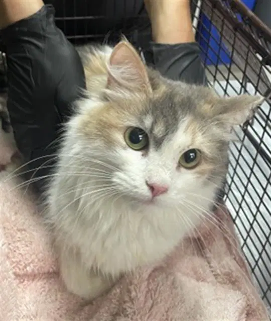 Cali - Domestic Long Hair