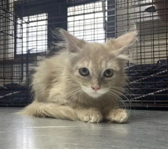 Orange - Domestic Long Hair