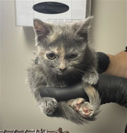 HALEY, a cat for adoption from Redlands Animal Shelter