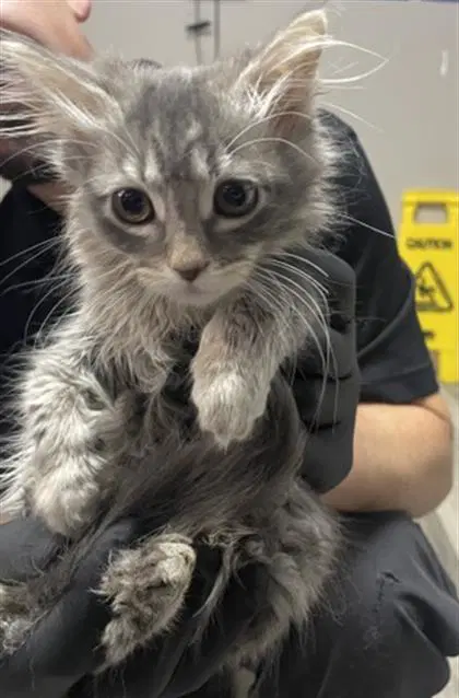 Julisa - Domestic Long Hair