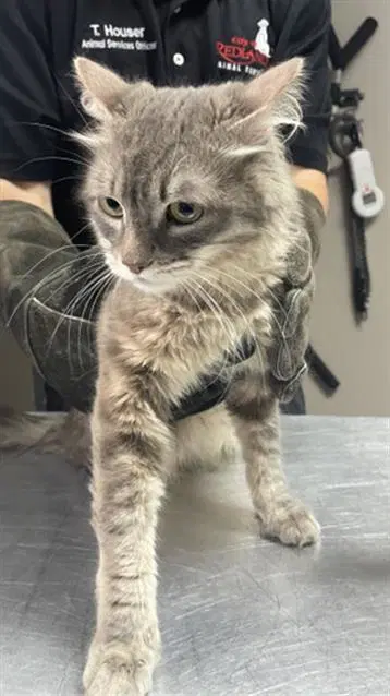Timmy - Domestic Long Hair