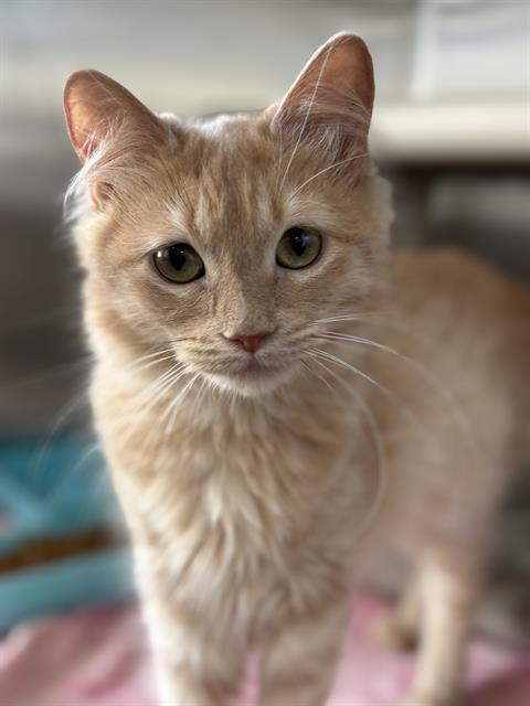 PAMELA