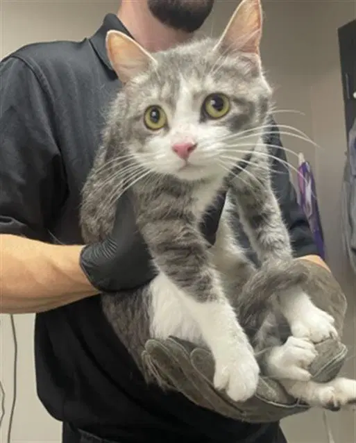 Jennifer - Domestic Medium Hair