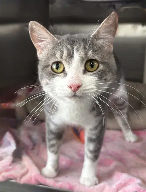 Jennifer - Domestic Medium Hair