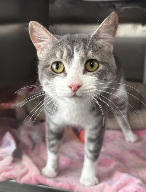 JENNIFER, a cat for adoption from Redlands Animal Shelter