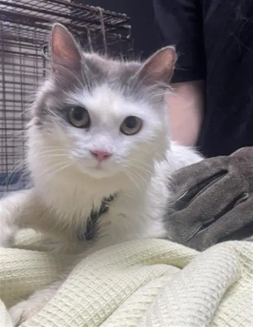 Ghost Face - Domestic Long Hair