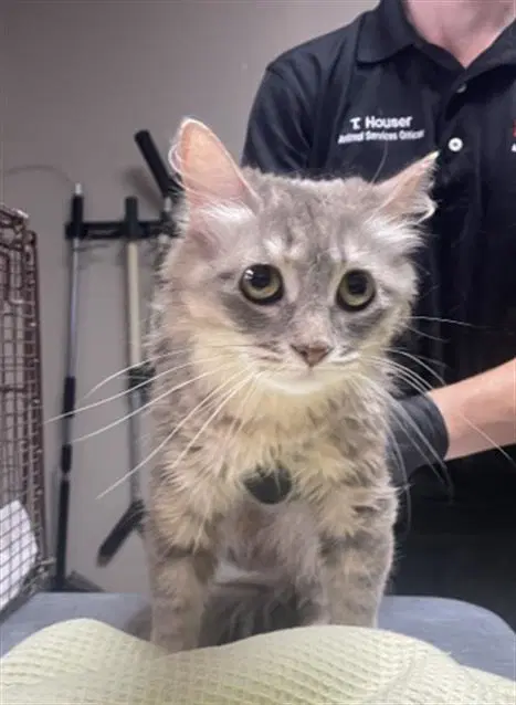 Samara - Domestic Medium Hair