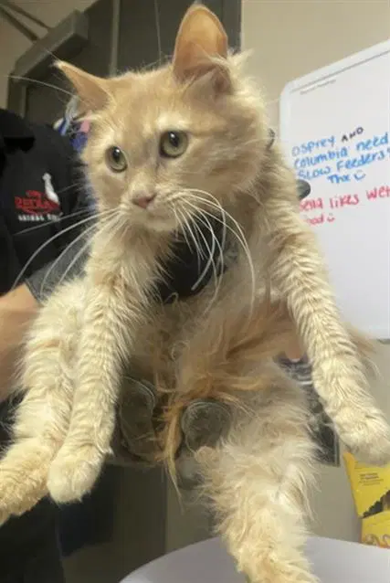 Freddie - Domestic Long Hair