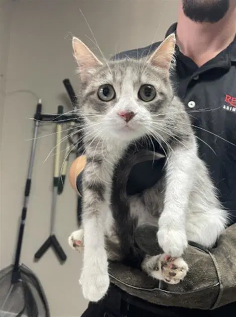 Pearl - Domestic Short Hair