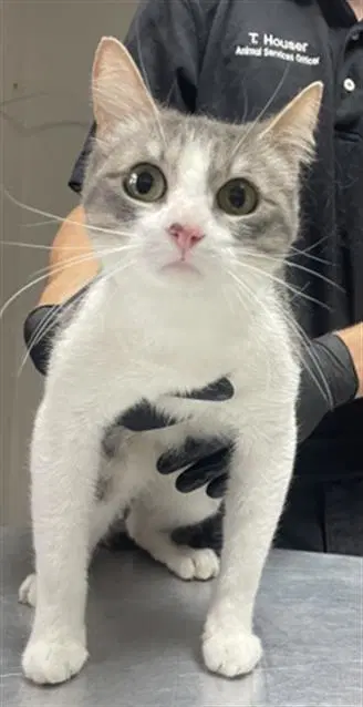 Jane Doe - Domestic Short Hair