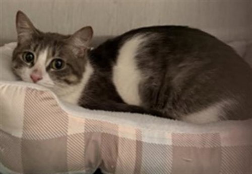 SASHA, a cat for adoption from Redlands Animal Shelter