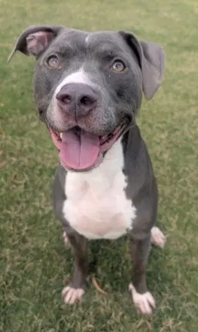 Bella - Pit Bull Terrier