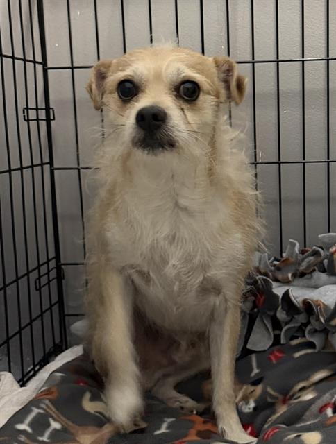 Toby, Chihuahua