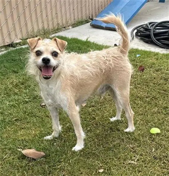 Toby - Chihuahua