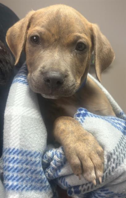 Nugget- Pending Adoption, Mastiff