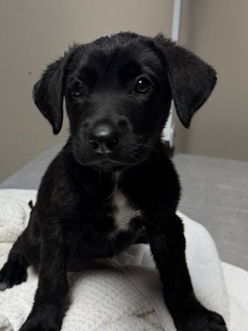 Raven, Labrador Retriever