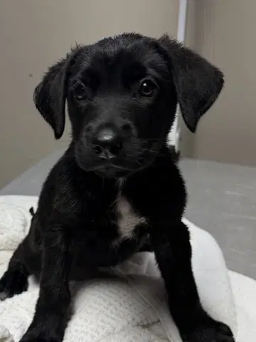Raven - Labrador Retriever