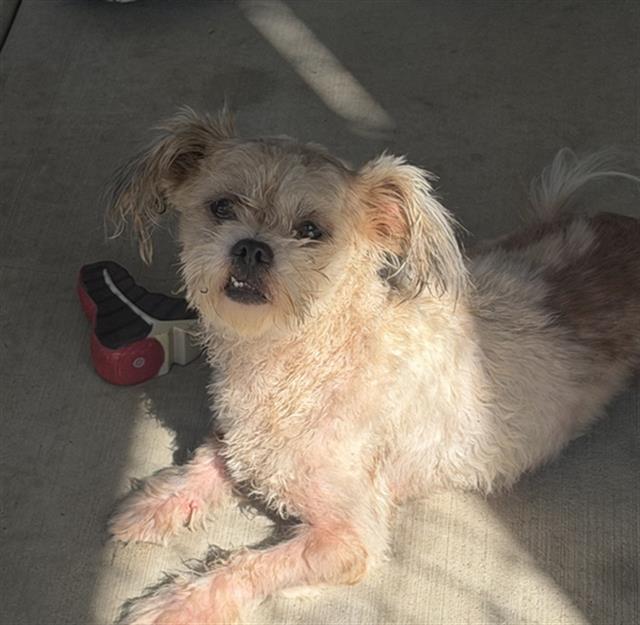 Dewy, Terrier