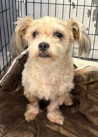 Dewy- Pending Adoption