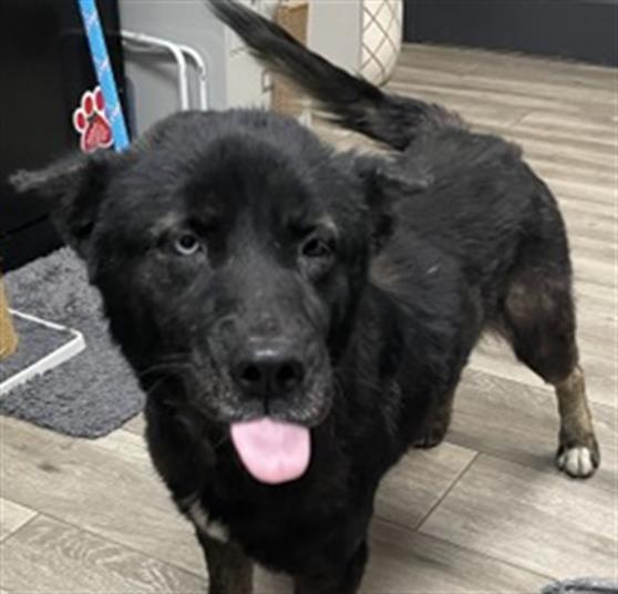 Sabre, Akita