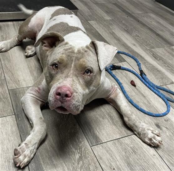 Cannoli, Pit Bull Terrier
