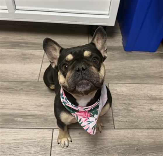 Daisy, French Bulldog