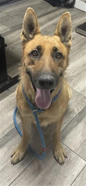Dina, German Shepherd Dog