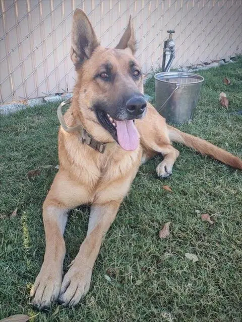 Dina - German Shepherd Dog