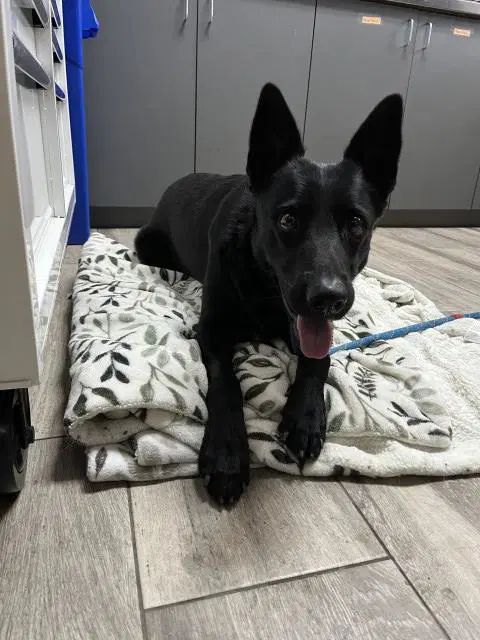 Sindel - German Shepherd Dog