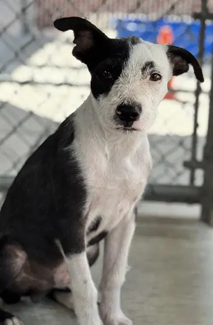 Ollie - Pit Bull Terrier