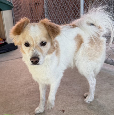 MURPHY, a dog for adoption from Redlands Animal Shelter