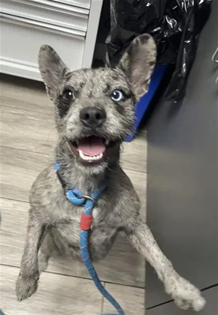 Sparrow - Australian Cattle Dog/Blue Heeler