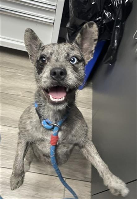 SPARROW, a dog for adoption from Redlands Animal Shelter
