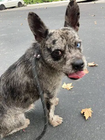 Sparrow - Australian Cattle Dog/Blue Heeler