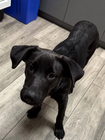 Cosmo