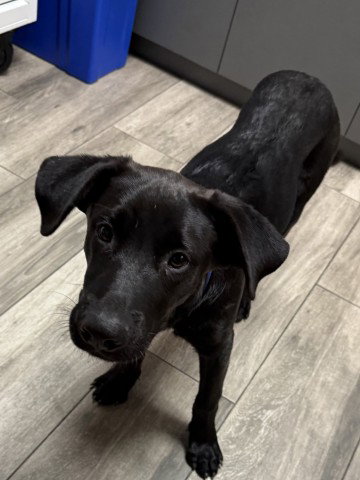 Cosmo, Labrador Retriever / Mixed (medium coat)