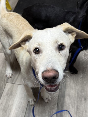 Casper, Labrador Retriever / Mixed (medium coat)