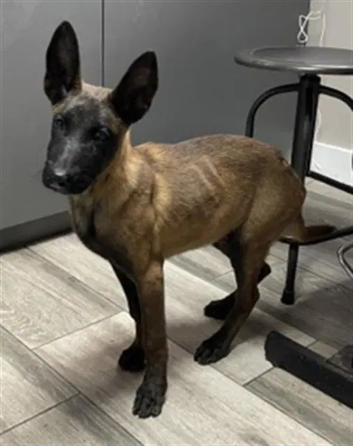 Mayonnaise - Belgian Shepherd Malinois